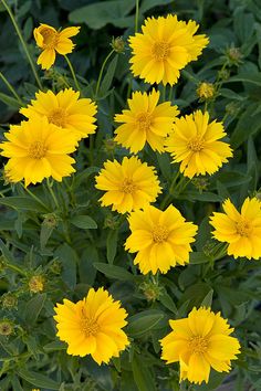 yellow flowers with green leaves in the background