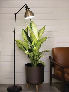 Aesthetic Lamp Shade, Grow Light Ideas, Grow Light Stand, Indoor Plant Ideas, Indoor Plants Styling, Grow Light Bulbs, Grow Lamps, Plant Parent, Hanging Plants Indoor