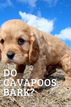 a small brown dog standing on top of a dry grass covered field with the words do cavapoos bark?