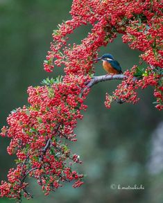 a small bird perched on top of a red flowered tree branch next to green leaves