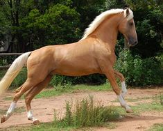 a brown horse running across a dirt road next to green grass and trees in the background