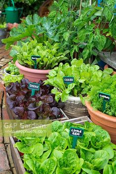 several potted plants with labels on them