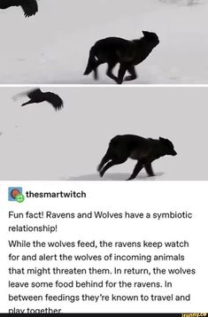 two pictures of animals in the snow with caption that reads, fun fact ravenns and wolverines have a symbolic