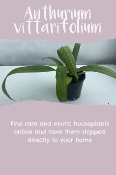 an image of a plant with the words, find rare and exotic houseplants online and have them shipped directly to your home