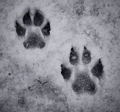 an animal's paw prints in the snow