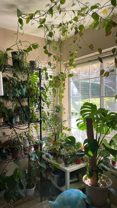 a room filled with lots of potted plants