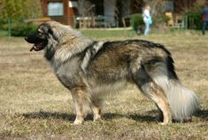 a large dog standing on top of a dry grass covered field with people in the background