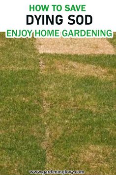 an image of a yard with the words how to save dying sod