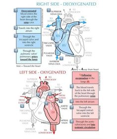 an image of the human heart and its functions