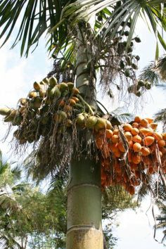 the fruit is hanging from the palm tree