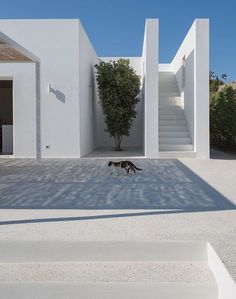 two dogs walking in front of a white building with steps leading up to the entrance