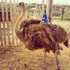 an ostrich standing in the dirt near a fence