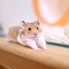 a small hamster sitting on top of a wooden table