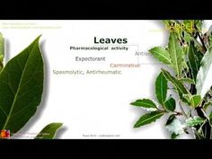 leaves are shown with the words leave's in english and spanish on them, along with an image of a plant