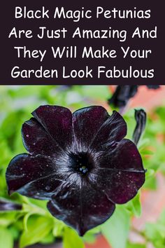 black petunias are just amazing and they'll make your garden look fabulous