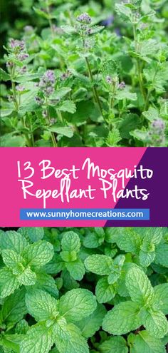 green plants with the words best mosquito repellent plants on it in front of them