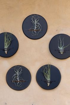 four black plates with air plants on them hanging from the side of a tan wall