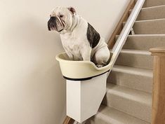 a pug dog sitting in a bowl on the stairs