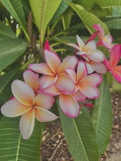 some pink and white flowers are growing on the tree branch in front of green leaves