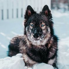 a black and brown dog laying in the snow next to a white fence with blue eyes