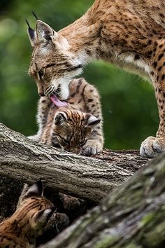 a mother cat and her kitten playing on a tree branch