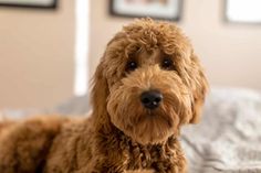 a brown dog laying on top of a bed