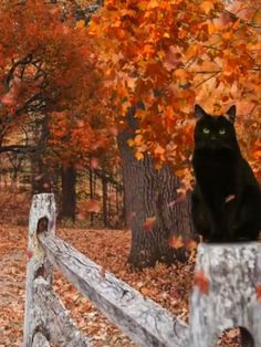 a black cat sitting on top of a wooden fence next to trees with orange leaves