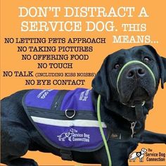 a black dog wearing a purple vest with the words don't distract a service dog this means