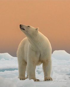 a polar bear standing on top of an ice floet looking up at the sky