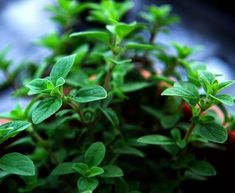 Oregano Italian - ohio heirloom seeds Spanish Cooking, Mediterranean Countries, Kitchen Needs, Heirloom Vegetables, Herb Seeds, Southern Italy, Perfect Plants, Heirloom Seeds, Planting Vegetables