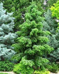 some very pretty green trees in the grass