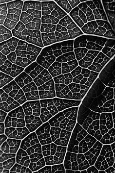 a black and white photo of a leaf's vein like pattern on the surface