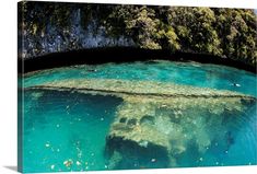 an underwater view of the ocean with rocks and trees in the background on a sunny day