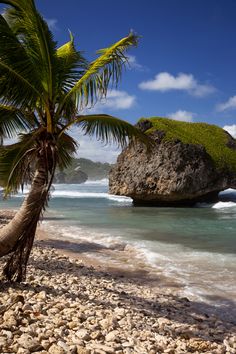 a palm tree sitting on top of a sandy beach next to the ocean and rocks