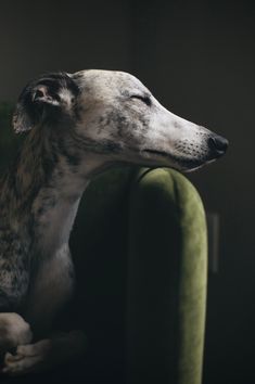 a close up of a dog sitting on a couch with its head resting on the armrest