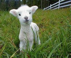 a small white lamb standing in the middle of some grass and looking at the camera