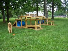 a dog is standing in the grass next to some blue barrels and picnic table set