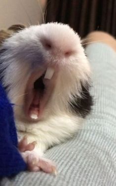 a small white and black animal yawning on a bed with its mouth open