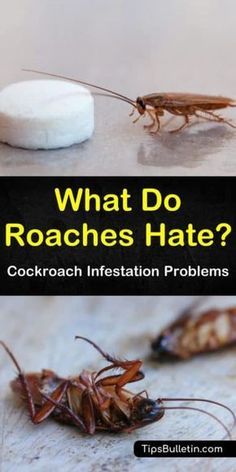 How To Get Rid Of Roaches Naturally, Natural Cockroach Repellent For Home, Essential Oil Roach Repellent, Diy Cockroach Repellent, Natural Roach Repellant, Natural Remedies For Roaches, Best Way To Get Rid Of Cockroaches, Diy Roach Repellent