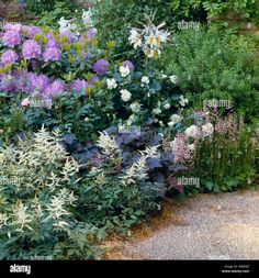 a garden filled with lots of different types of flowers