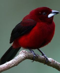 a red and black bird sitting on top of a tree branch