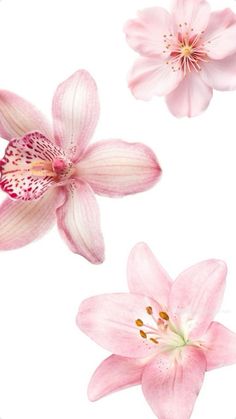 three pink flowers on a white background