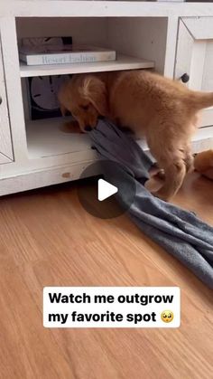 a dog is playing with a towel on the floor in front of a white entertainment center