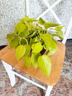 a small potted plant sitting on top of a wooden chair