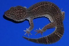 a gecko sitting on top of a blue surface