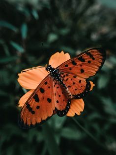 an orange and black butterfly sitting on top of a flower