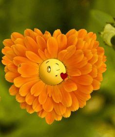 an orange flower with a smiley face on it