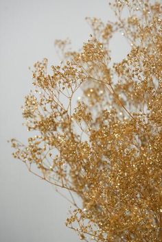 gold baby s breath branches 4oz bunch 26in White Gold Aesthetic, Tapete Gold, Wallpaper Girly, Gold Aesthetic, Gold Background, Gold Wallpaper, Gold Baby, Aesthetic Colors, Baby's Breath