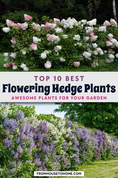 Flowering Hedge Plants: 10 of the Best Bushes For Hedges Hedges In Backyard, Hedged Garden Ideas, Plant Hedge Ideas, Front Garden Hedge Ideas, Yard Hedge Ideas, Butterfly Bush Hedge, Rose Bush Hedge, Hedge Border Ideas, Planting A Hedge