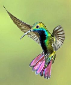 a colorful hummingbird flying in the air